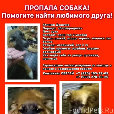 ПРОПАЛА СОБАКА‼️ Помогите найт...