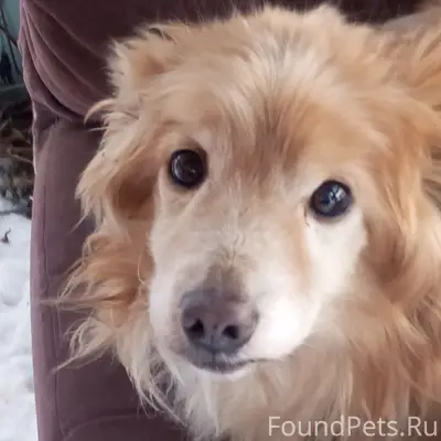 Найдена собака Кировград, обра...