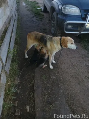 В ночь на 16.02 потерялась...