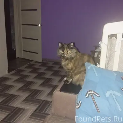 Пропала кошка Ориентировочно у...