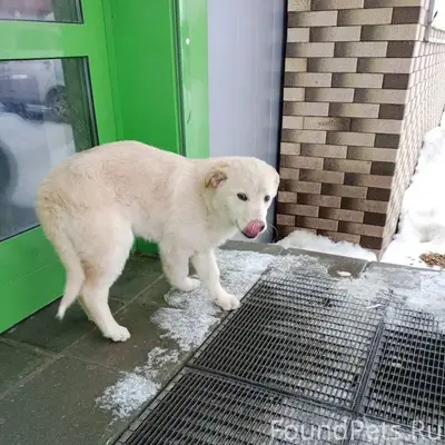 Пропал щенок! Последний раз ви...
