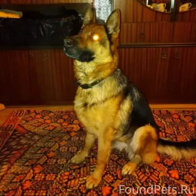 Убежала собака ориентировочно ...