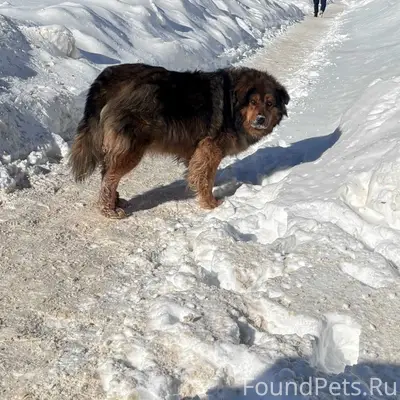 Замечена собака у Поликлиники ...