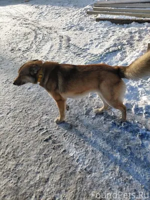 У пятёрочки и скифа бегает пес...