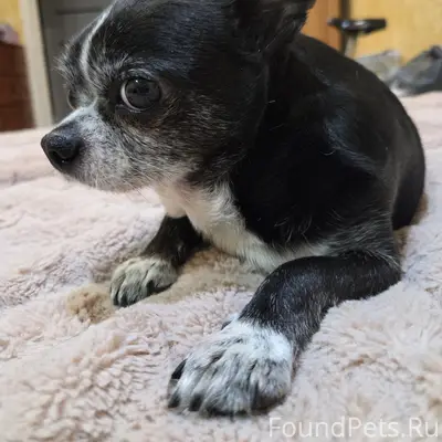 🐶 Нашелся! Спасибо огромное вс...