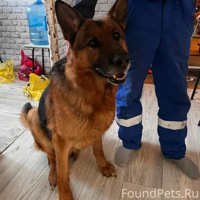 Найден пес, на Чапаева в район...