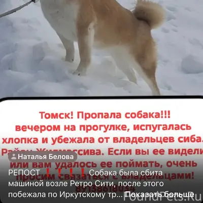 Прошу репост! Потерялась собак...