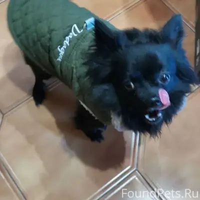 Найдена собака на 22 микрорайо...