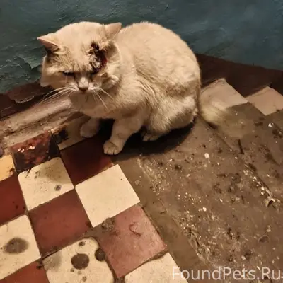 Друзья! Найден кот сегодня веч...