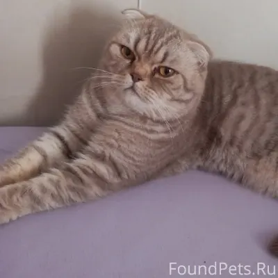 Пропал Кот! Район Химик, ориен...