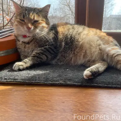 Пропала кошка ( С ошейником,но...