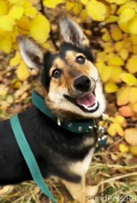 Джиночка срочно ищет любящую с...