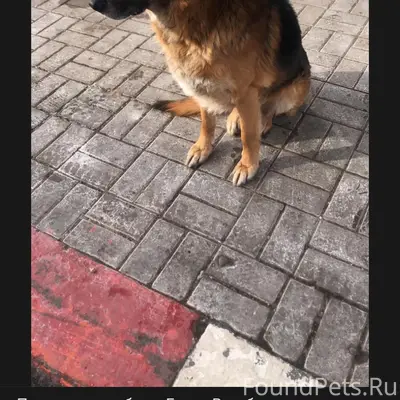 Чей пёс? Найден на Ленинградск...