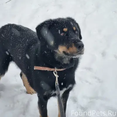 СРОЧНО ❗ Пропал пёс, испугался...