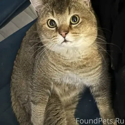 Пропал кот в районе д. Заболот...