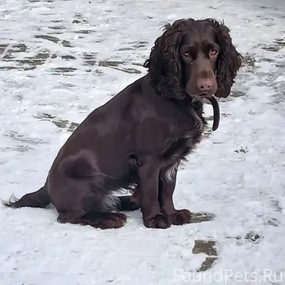 Сегодня сбежала собака из дома...