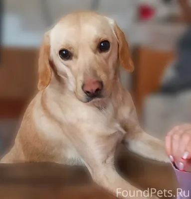 Потерялась собака. Может кто в...