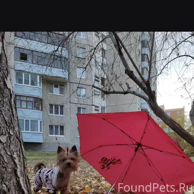 Потерялась собака породы йоркш...