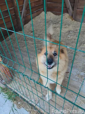 Пропала собака в районе перекр...