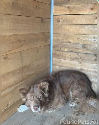 Пропала собака! Кобель, кличка...