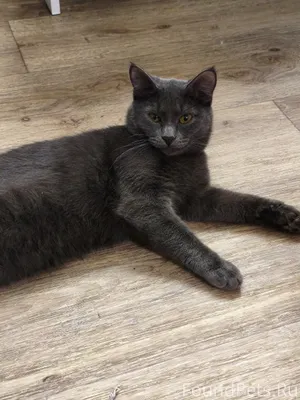 Пропала кошка в районе горьког...