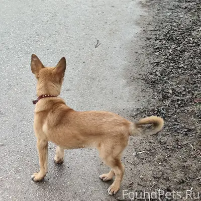 На улице Маяковского в районе ...