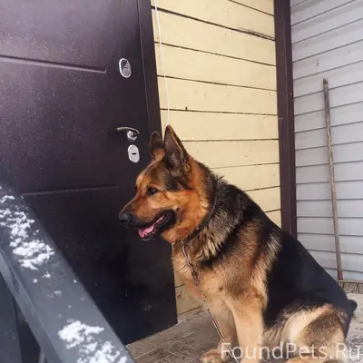 На улице Горицкая найден пёс, ...