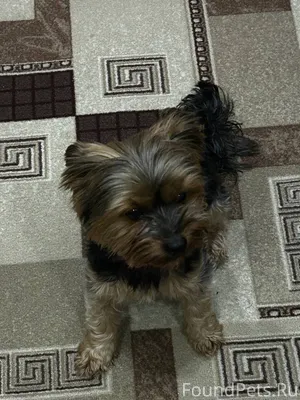 Найдена собака на улице Баррик...