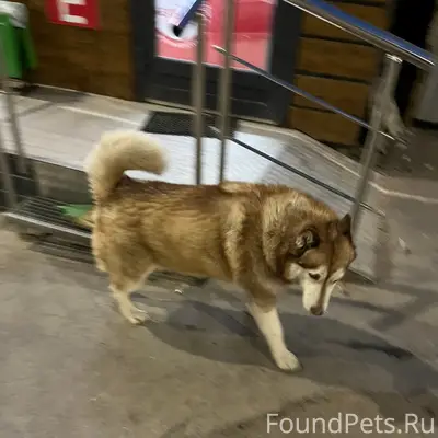 Чья собака? Может кто потерял?