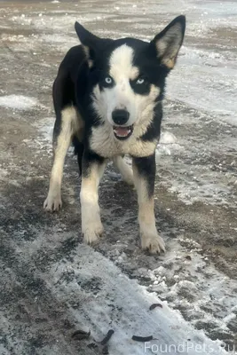 На трассе М-3 «Украина» найден...