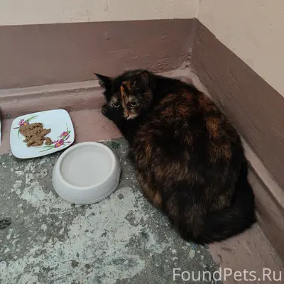 Найдена красивая кошка. Сидит ...