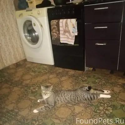 Пропал кот Филя если кто видел...