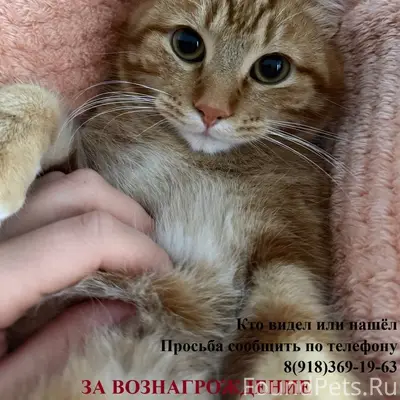 Пропал кот По клички Симба Кот...