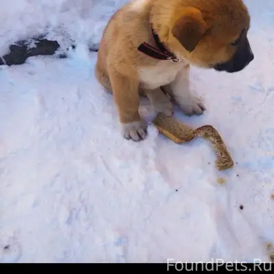 Потерялся щенок в районе школы