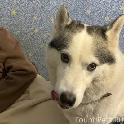 Пропала собака хаски может кто...