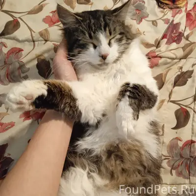 ЧЕЙ КОТИК? район ЛЮБИМОВКА ❗На...