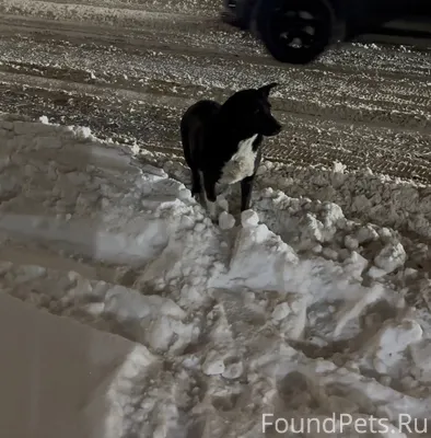 Видели собаку 18.02.26 В...