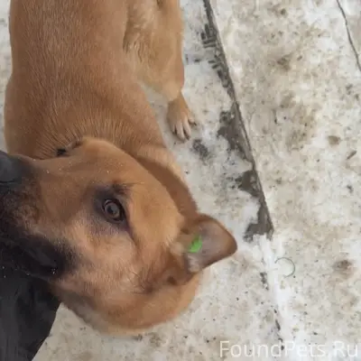 #Луховицы Найдена собака В Аст...