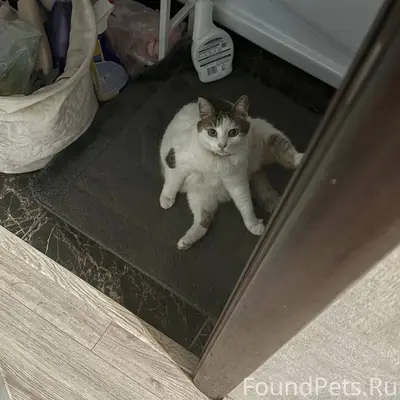 Пропала Кошка!! Сегодня утром ...