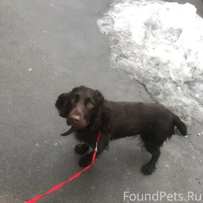 Найдена собака.Срочно ищу хозя...