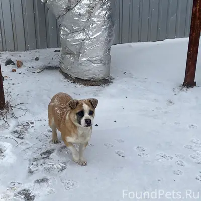 Уважаемые люди! ЖИВОТНОМУ НУЖН...