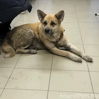 🆘 Потерялась собака на пл.Октя...