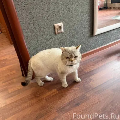 Найден кот на Магистральном. З...