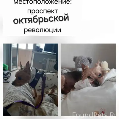 ПОМОГИТЕ НАЙТИ СОБАКУ! район Л...