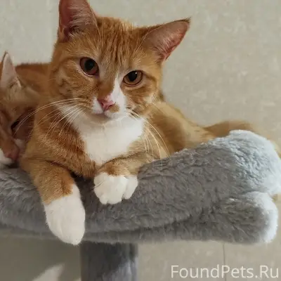 Потерялась кошка, Алиса. Возра...