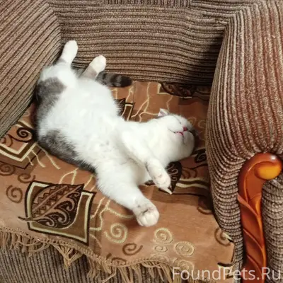 Пропал кот вислоухий, бело-сер...