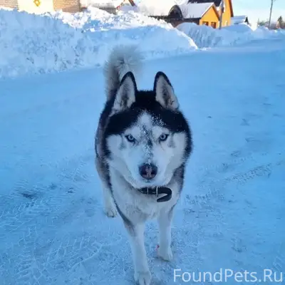 Здравствуйте! Красивая породис...