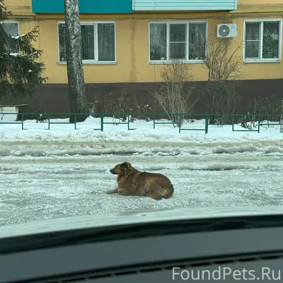 Добрый день!Найдена собака воз...