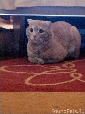 Найден кот в подъезде (22 мкр....