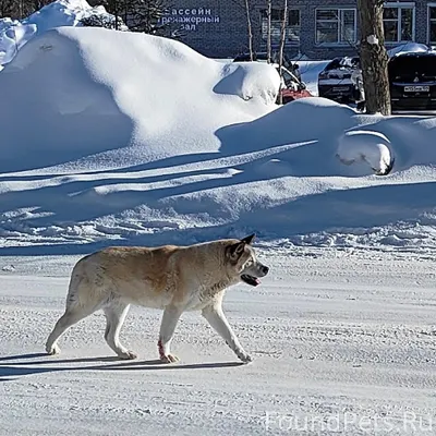 🆘🆘🆘 Полазна❗️❗️❗️Чья собака???...
